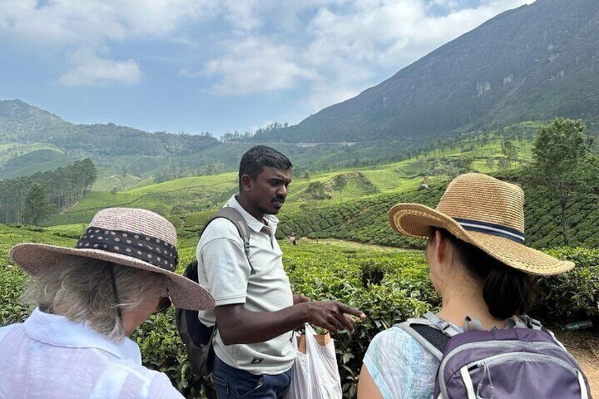 Hiking through tea planation 