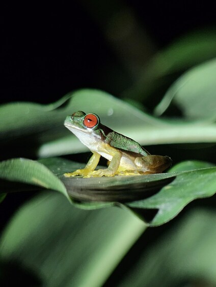 Picture 12 for Activity Rain forest night tour