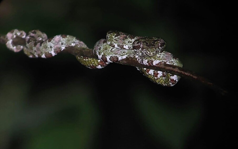 Picture 4 for Activity Rain forest night tour