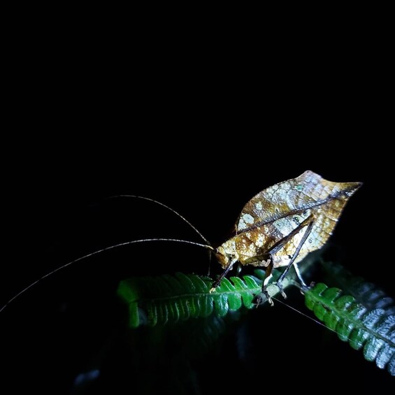 Picture 7 for Activity Rain forest night tour