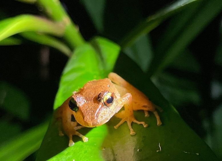 Picture 5 for Activity Puntarenas: Rain Forest Night Tour