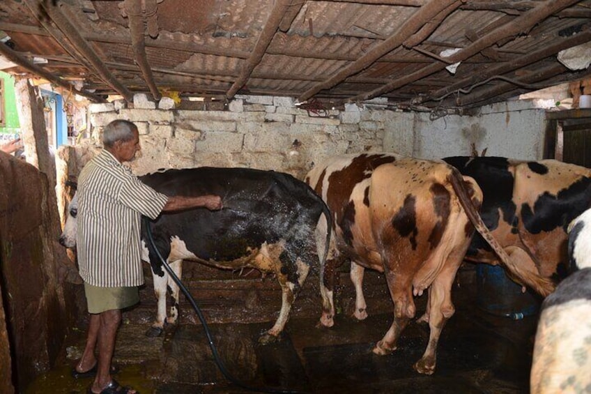 Cowshed in Old Bangalore area