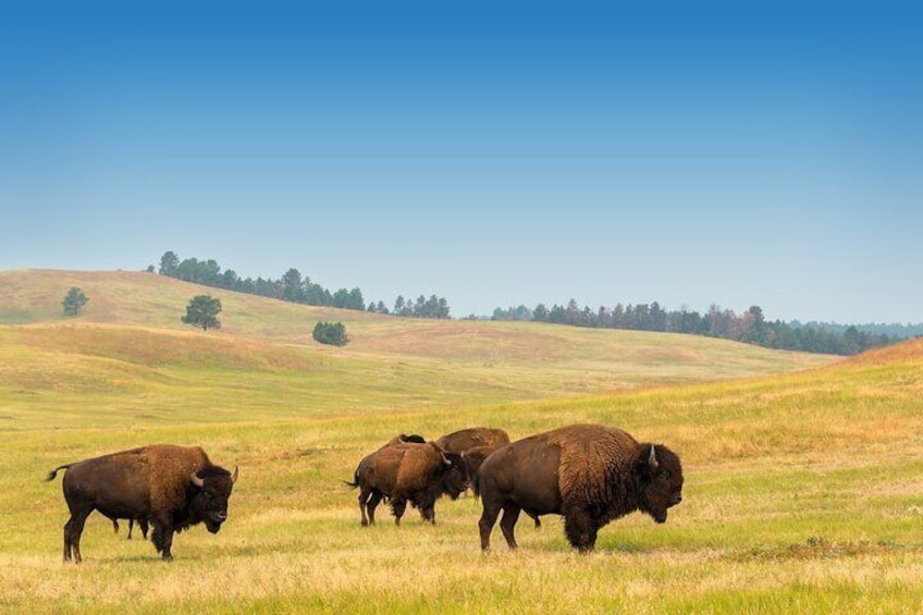 Private Tour Mt Rushmore Crazy Horse and Custer State Park