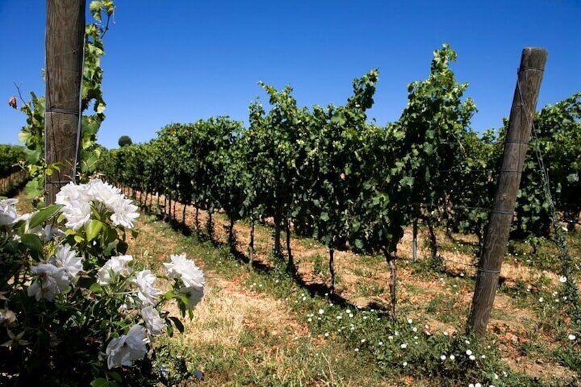 Private Vineyard and Winery Tour with Tasting Food and Drink