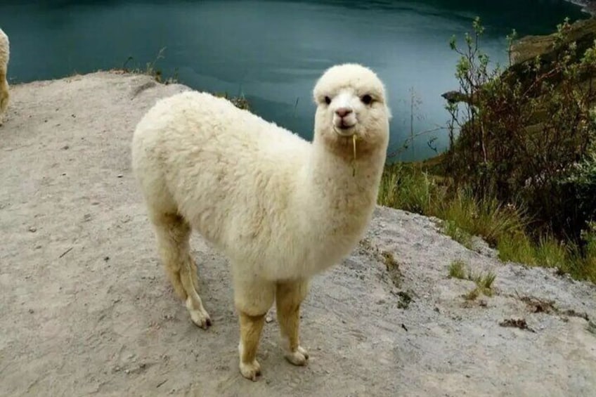 Alpaca at the Quilotoa Lagoon