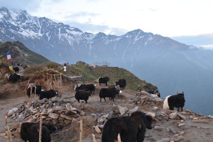 Yaks in High Camp