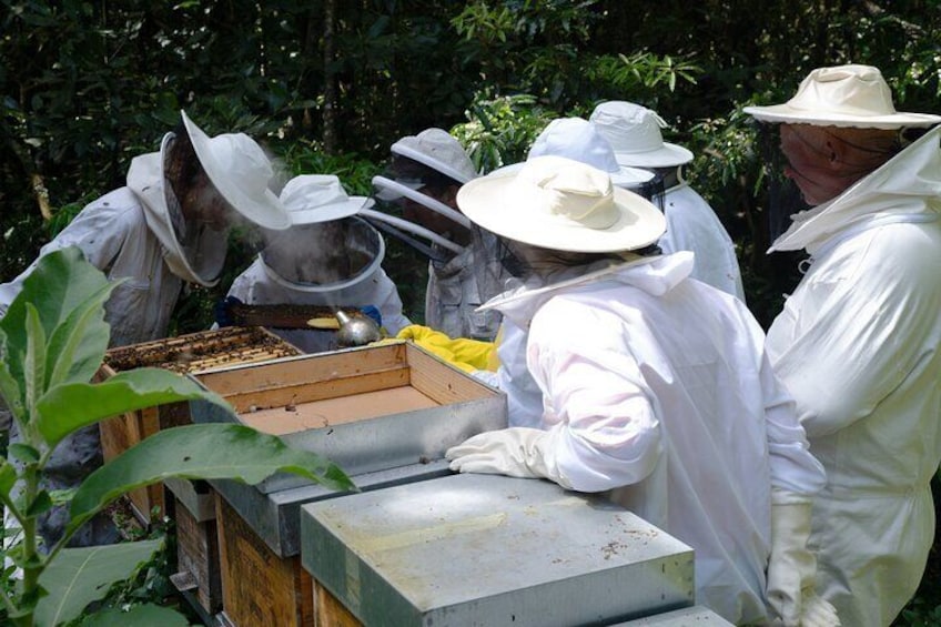 Magical World of Beekeeping on São Miguel Azores Private Tour