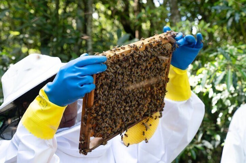 Magical World of Beekeeping on São Miguel Azores Private Tour