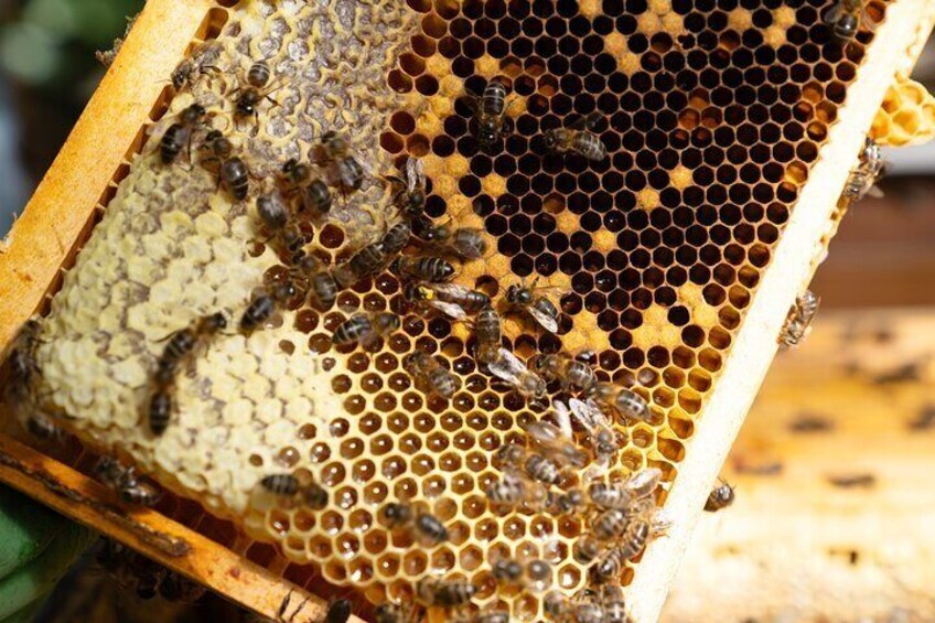 Magical World of Beekeeping on São Miguel Azores Private Tour