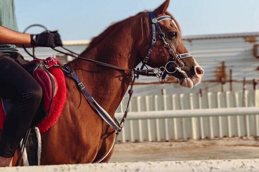Private Doha Quad Bike, Horse Ride, Camel Ride All Inclusive Tour