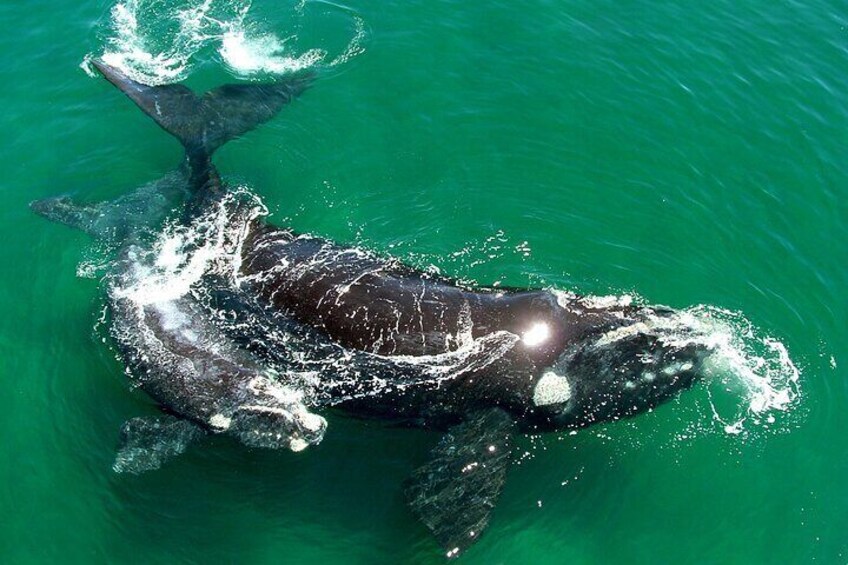 Private Whale Watching Tour Puerto Pirámides and Patagonia