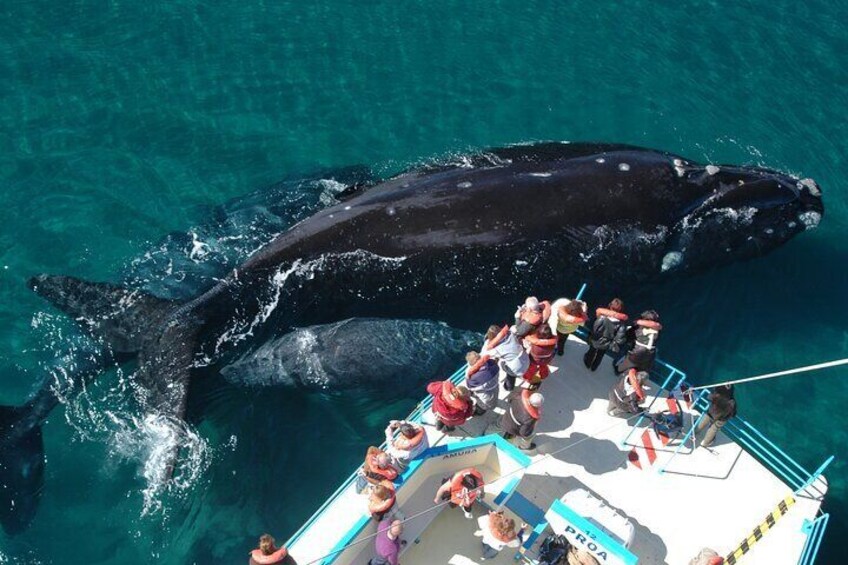 Private Whale Watching Tour Puerto Pirámides and Patagonia