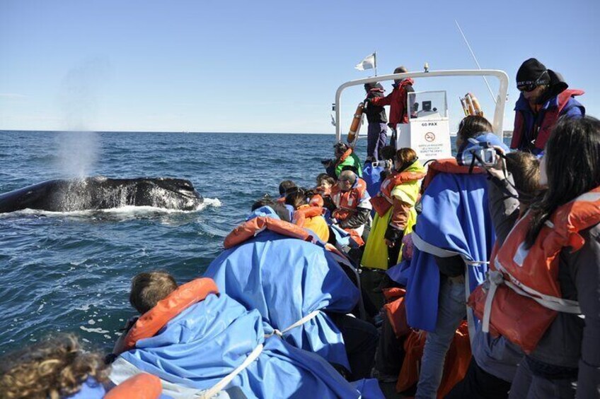 Private Whale Watching Tour Puerto Pirámides and Patagonia