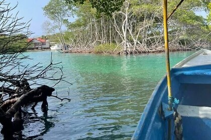 East Side Mangrove Tunnel wildlife encounter