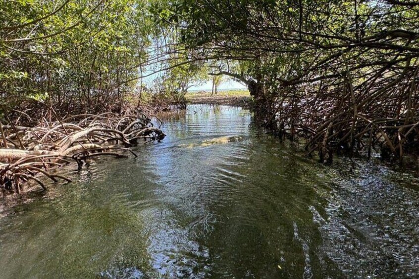 East Side Mangrove Tunnel with Garifuna wildlife encounter