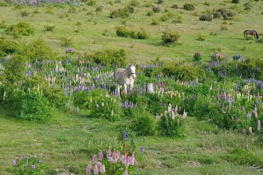 Horses & Lupins