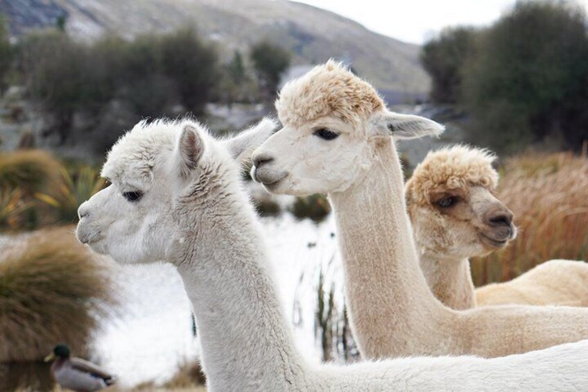 Lake Tekapo Farm Tours