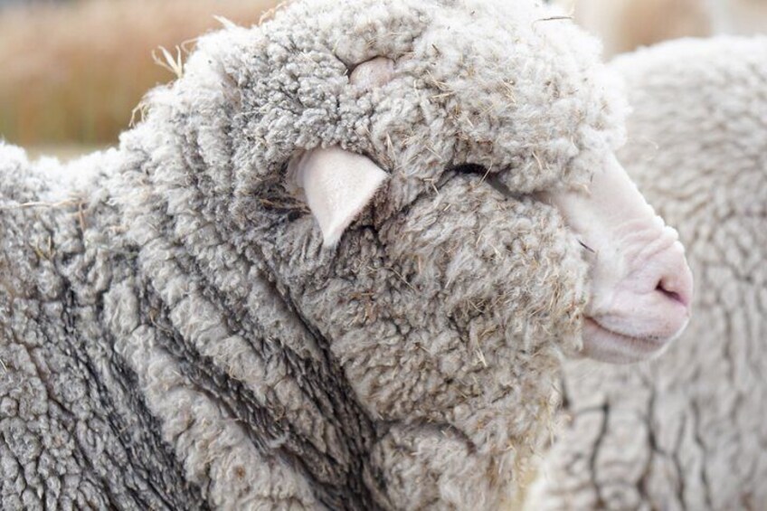 Merino Sheep