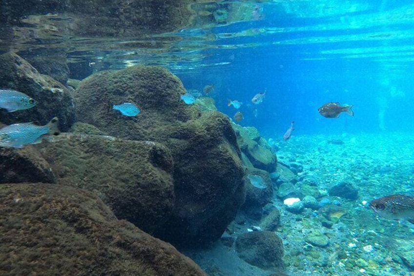 Snorkeling Tour in Samoa
