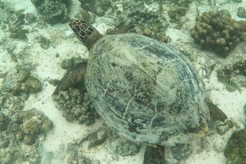 Snorkeling Tour in Samoa