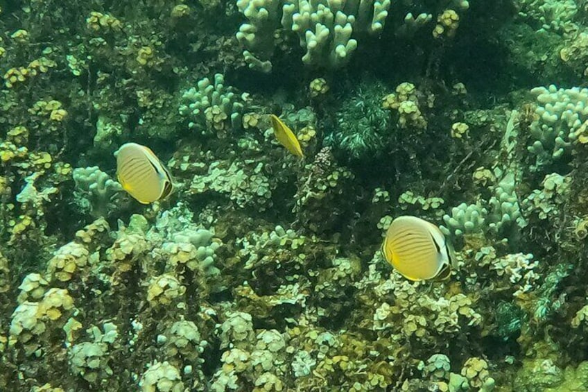 Snorkeling Tour in Samoa
