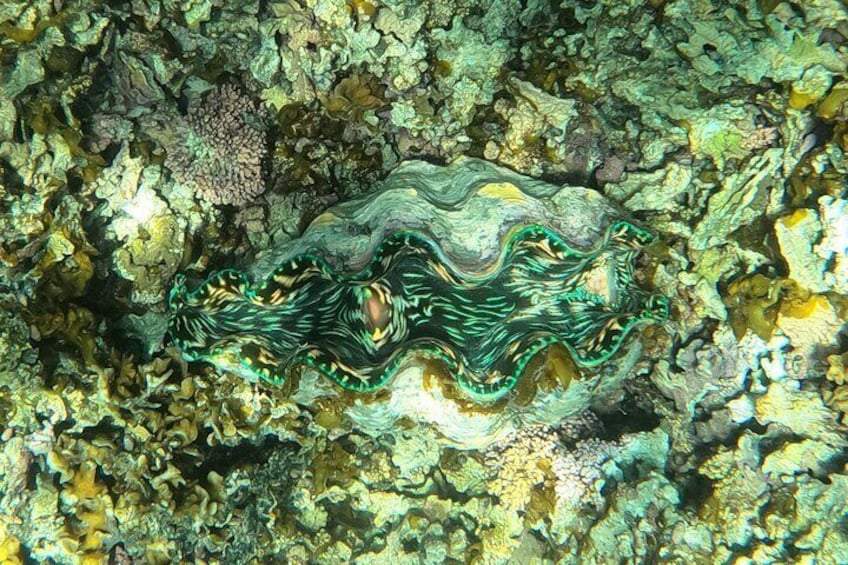 Snorkeling Tour in Samoa