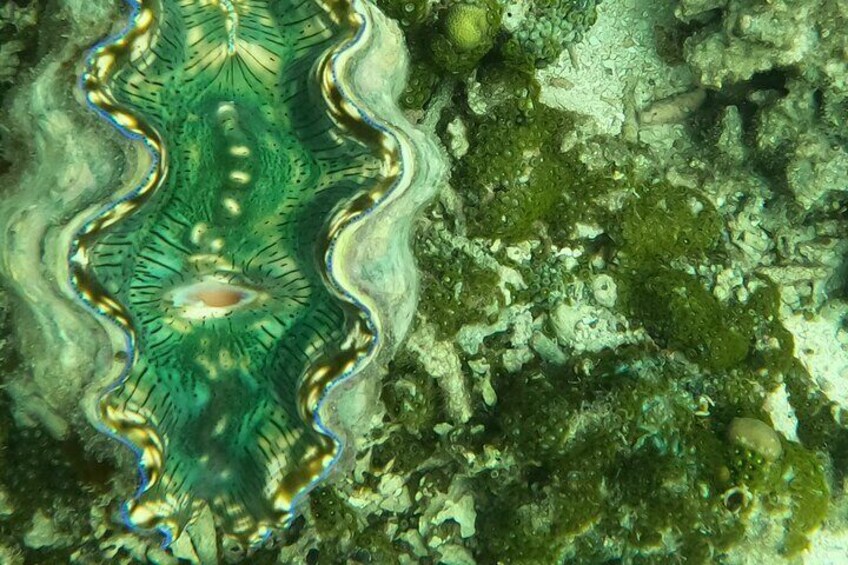 Snorkeling Tour in Samoa