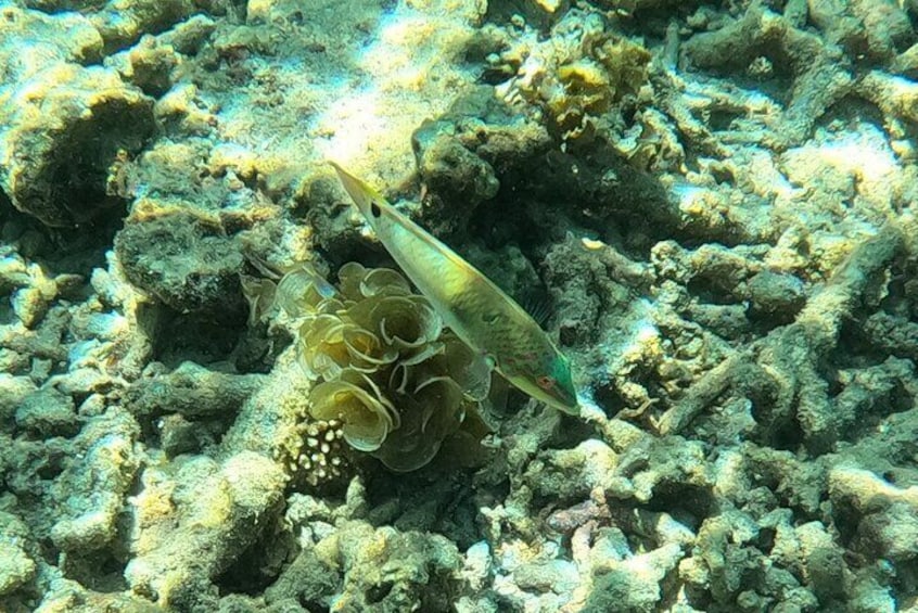 Snorkeling Tour in Samoa