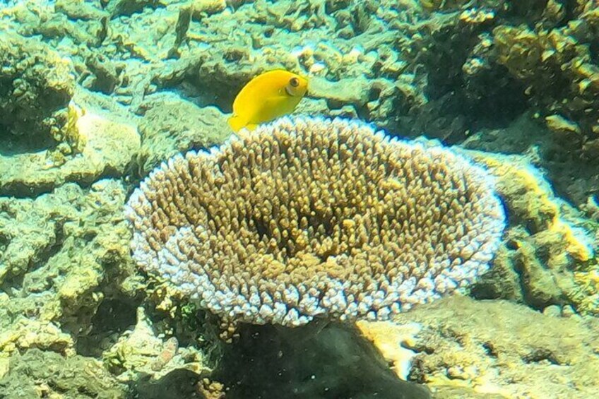 Snorkeling Tour in Samoa