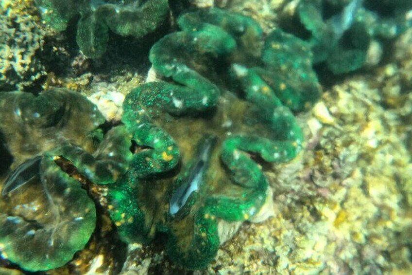 Snorkeling Tour in Samoa