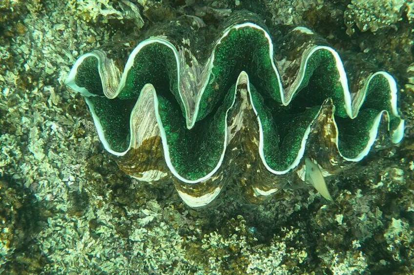 Snorkeling Tour in Samoa