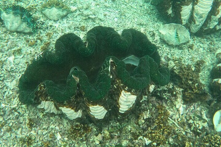 Snorkeling Tour in Samoa