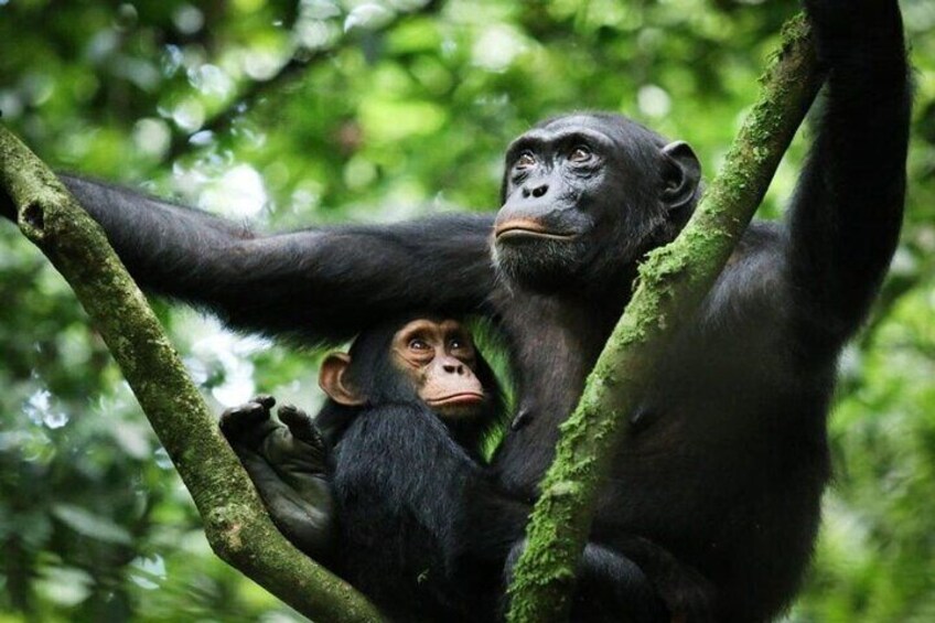 3-Day Private Guided Gorilla Trekking In Uganda