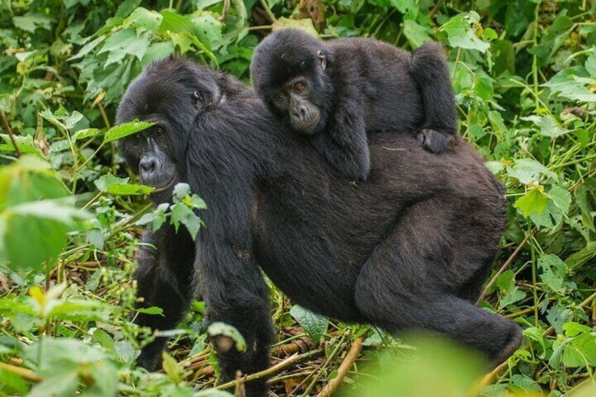 3-Day Private Guided Gorilla Trekking In Uganda