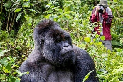 3-Day Private Guided Gorilla Trekking In Uganda