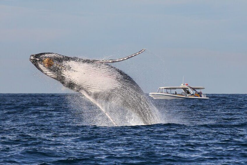 Whale Watching Adventure Cruise