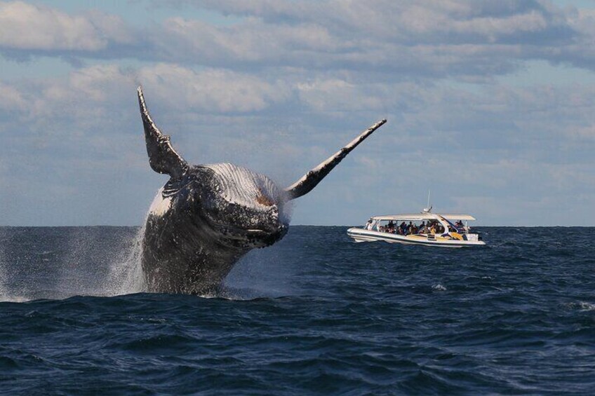 Whale Watching Adventure Cruise