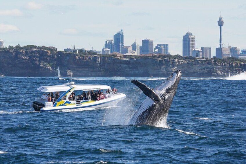 Whale Watching Adventure Cruise