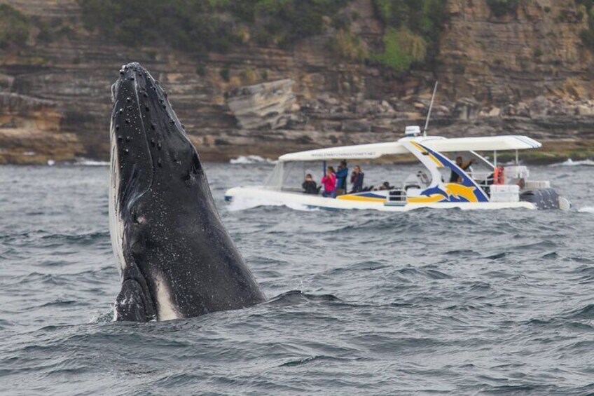 Whale Watching Adventure Cruise