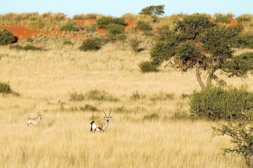 Etosha National Park Wildlife