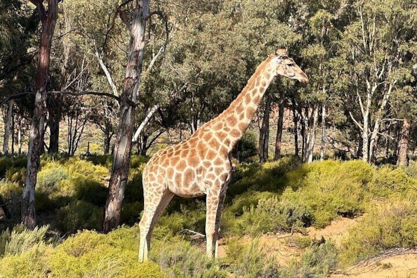 Etosha National Park Wildlife