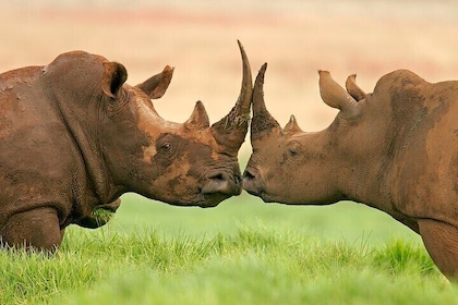 10-Day Namibia Safari Tour incl. Etosha & Namib from Windhoek