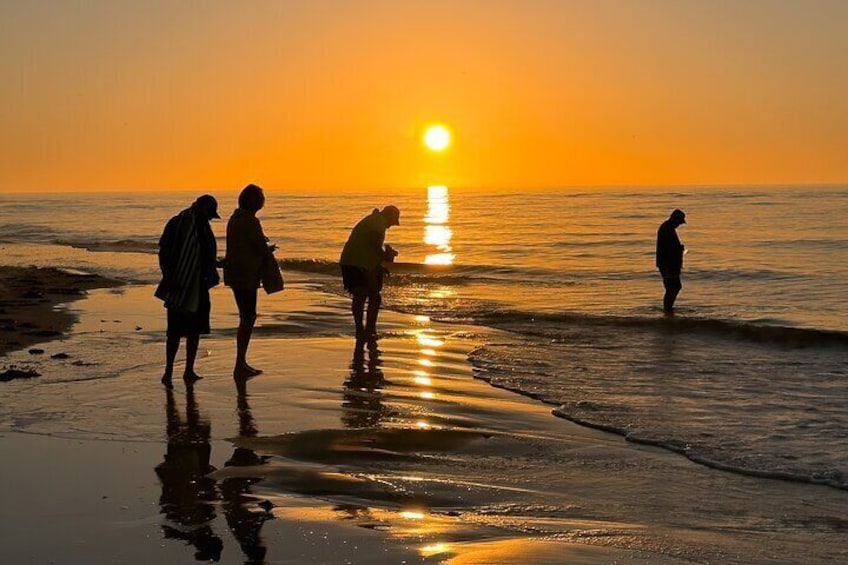 St. Pete Dolphin Watching and Island Sunset Cruise