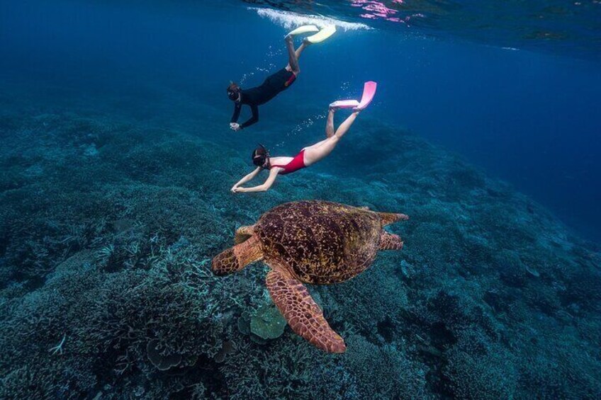 Great Barrier Reef Day Trip from Bundaberg to Lady Elliot Island 