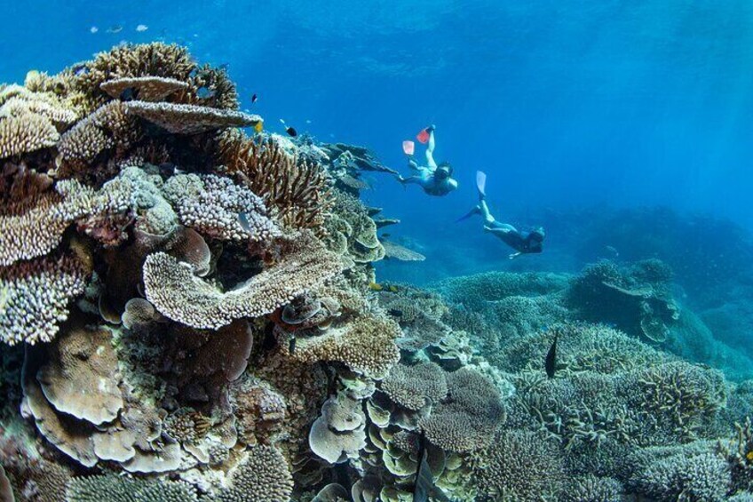 Great Barrier Reef Day Trip from Bundaberg to Lady Elliot Island 