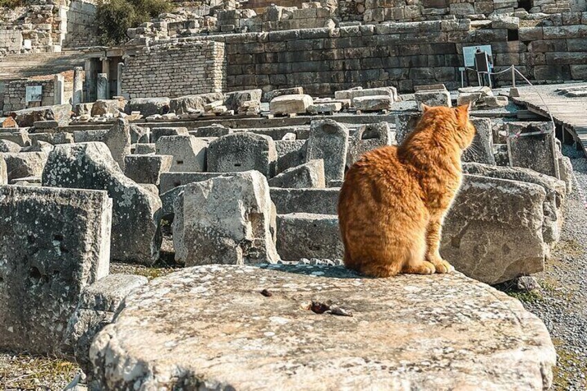 Private Half Day Ephesus Shore Excursion from Kusadasi