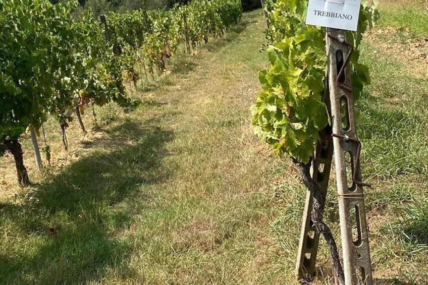 Wineyard Montecarlo