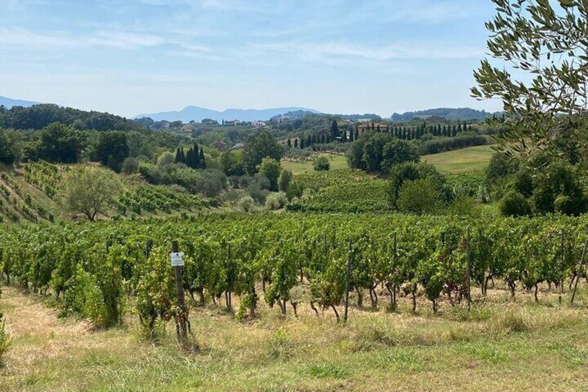 Wineyard in Montecarlo