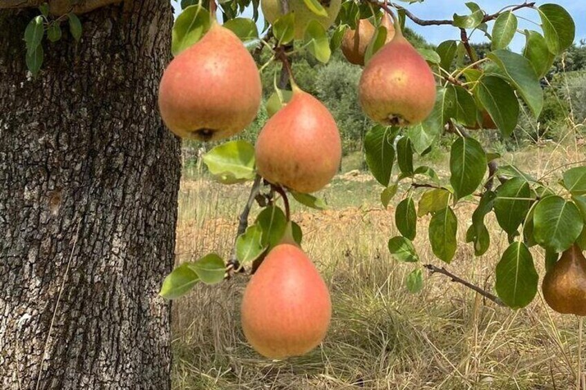 Pear tree in Montecarlo