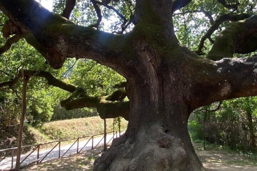 Oak of the Witches